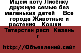 Ищем коту Лисёнку дружную семью без маленьких детей  - Все города Животные и растения » Кошки   . Татарстан респ.,Казань г.
